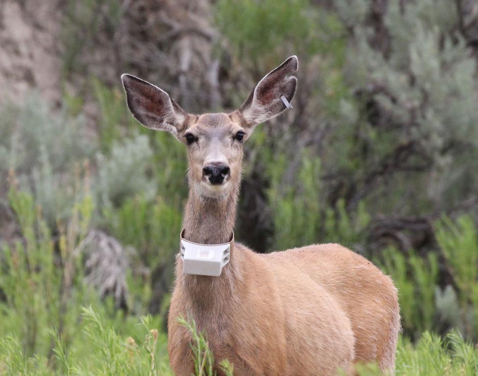 Wyoming Game And Fish Department Monitoring Wildlife Impacts Due To ...